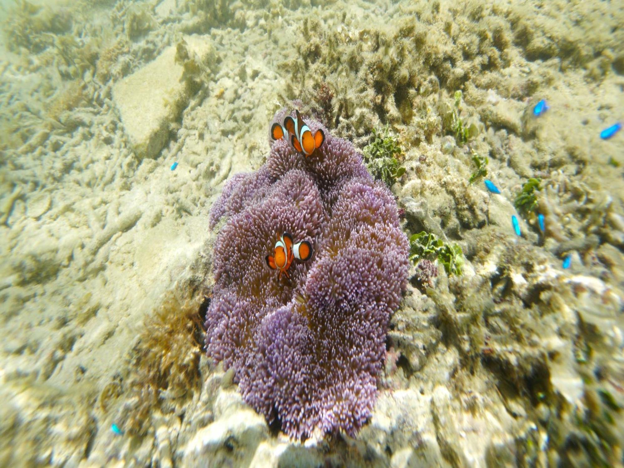Churaumi On The Beach Motobu Buitenkant foto